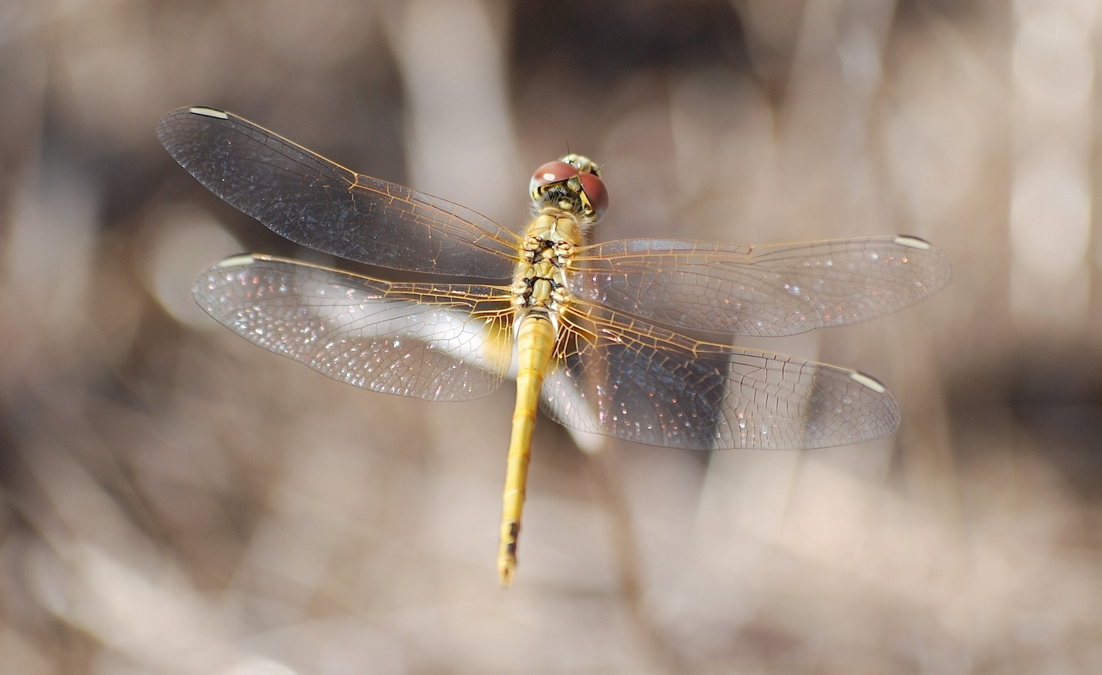 Identificazione 14 - Sympetrum fonscolombii